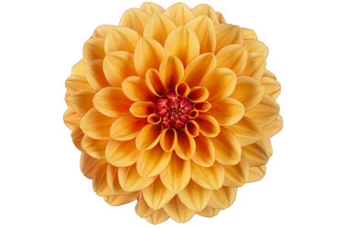 Dahlia Hypnotica Bronze Bicolour Variety Thumbnail0.jpg